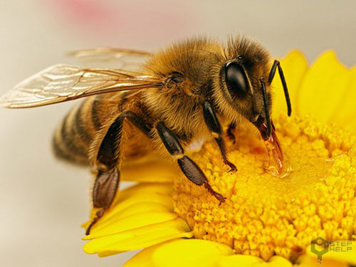 دوره آموزشی پرورش زنبور عسل در شهرستان رودبار