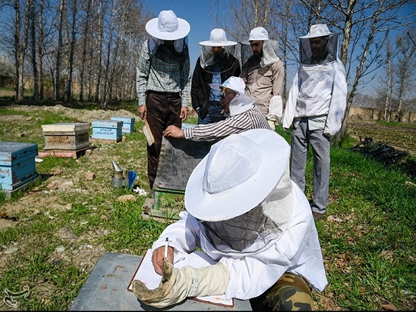  افزایش ۱۰ درصدی تولید عسل در سال جاری