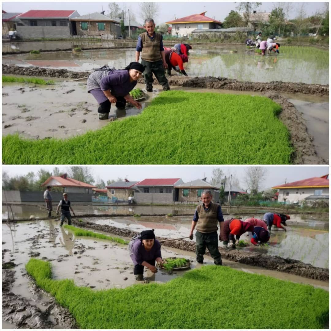 نخستین نشای برنج در شهرستان شفت