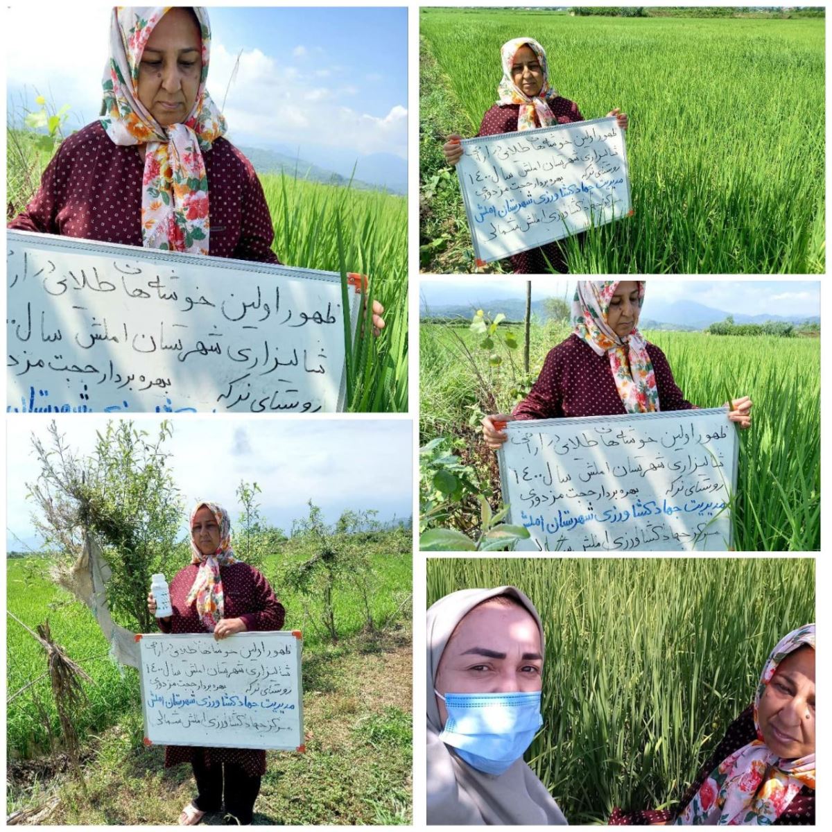 ظهور اولین خوشه طلایی برنج در شهرستان املش