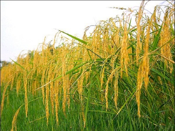 ظهور خوشه های طلایی برنج در ۱۸درصد از شالیزارهای گیلان