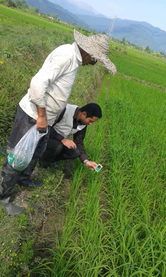 مرحله دوم رهاسازی زنبورتریکوگرامادرشالیزارهای شهرستان املش