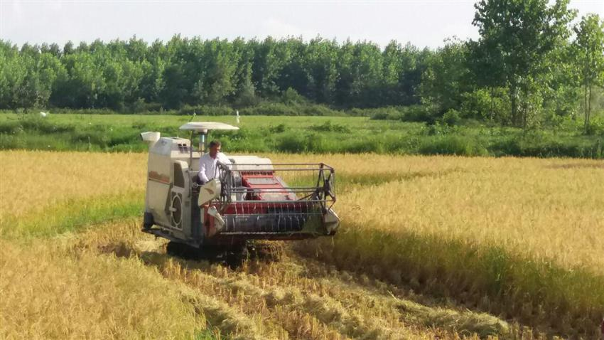 انجام 67 درصدعملیات زراعی تولید برنج گیلان به صورت مکانیزه