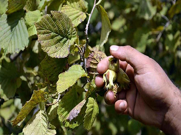 برداشت بیش از ۱۴ هزار تن فندق از باغات گیلان