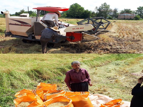 اتمام برداشت برنج در شهرستان املش