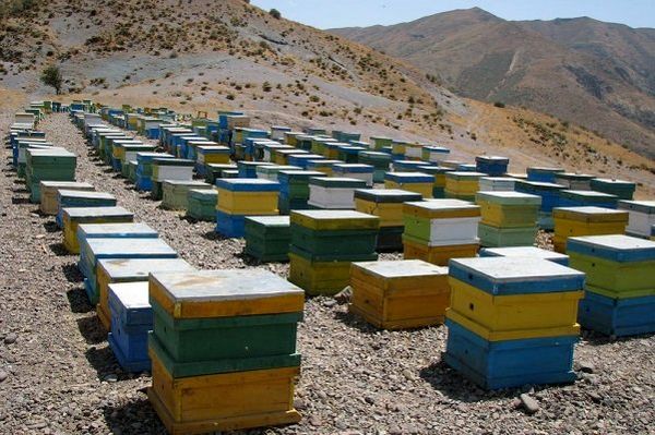 اجرای طرح آمارگیری کلنی‌های زنبور عسل گیلان تا 25 مهر ماه تمدید شد