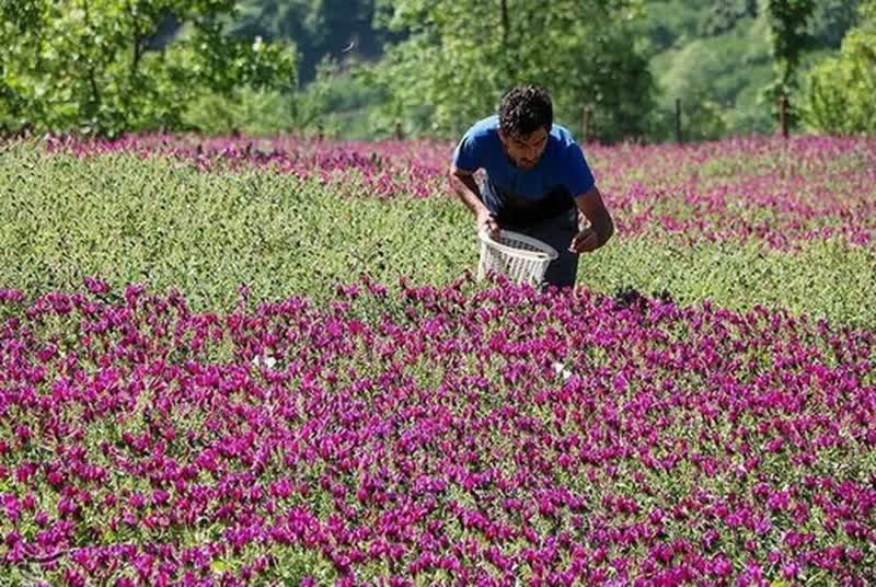 رئیس سازمان جهاد کشاورزی استان خبر داد: کشت ۲ هزار و ۲۲۰ هکتاری گیاهان دارویی در گیلان