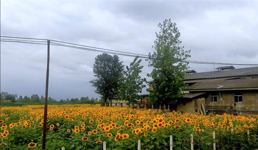 گلدهی اولین مزرعه آفتابگردان شهرستان شفت در روستای خرطوم دهستان جیرده