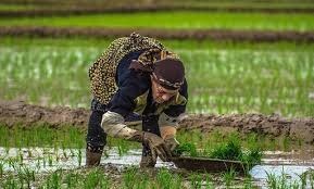 دوره آموزش تربیت مُبلغ (مربی) حوزه نمایندگی ولی فقیه در سازمان جهاد کشاورزی گیلان