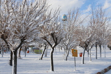 با توجه به بارش برف در گیلان صورت گرفت؛ توصیه‌های فنی کشاورزی برای جلوگیری از سرمازدگی باغ‌های گیلان