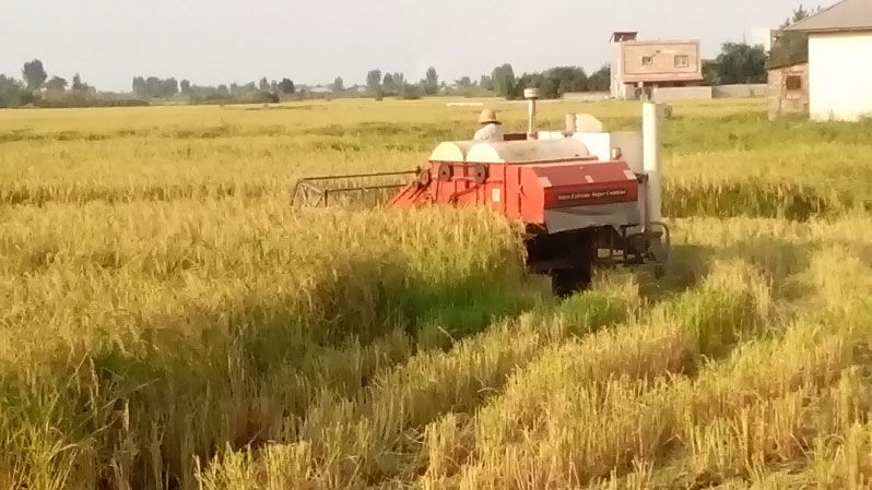 برداشت ۷۵ درصد برنج شالیزار های گیلان