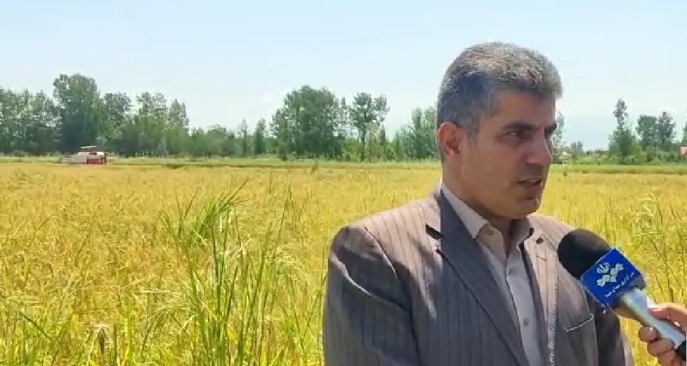 رئیس سازمان جهاد کشاورزی استان گیلان خبر داد: برداشت ۱۶ هزار تن زیتون از باغ‌های بارور رودبار