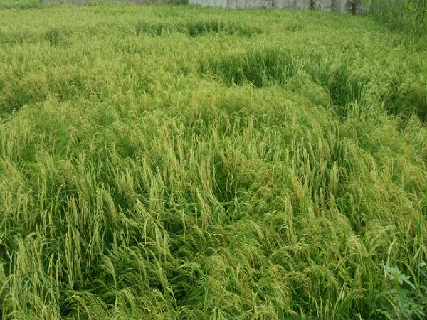 توصیه های فنی برای کاهش خسارات احتمالی برنج