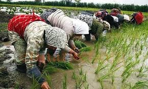 افزایش کشت دوم در بزرگترین شهرستان برنج خیز کشور