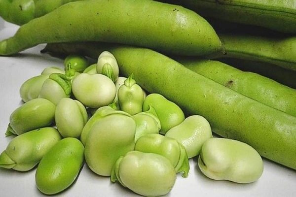 رئیس سازمان جهاد کشاورزی استان خبر داد:  کشت ۴۰۰۰ هکتاری باقلای سبز در مزارع گیلان