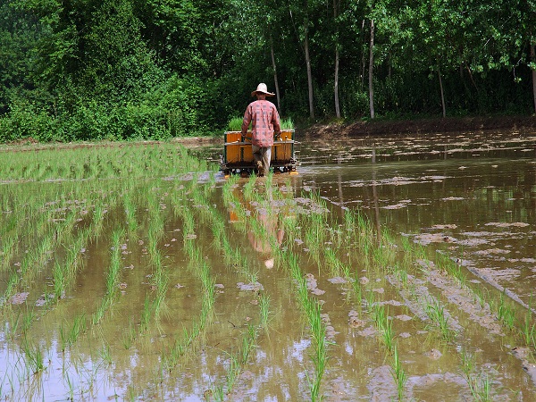 نشاء مکانیزه برنج در بیش از 120هزار هکتار از اراضی برنجکاری گیلان