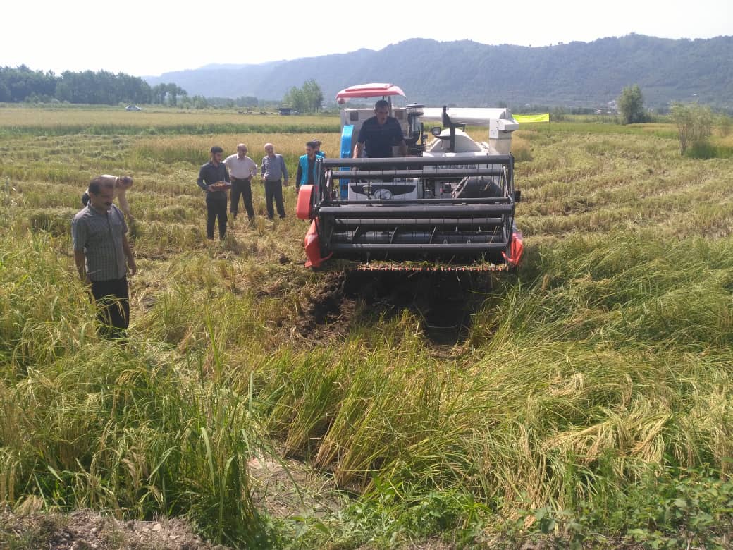 پیشرفت فیزیکی برداشت برنج شهرستان لاهیجان