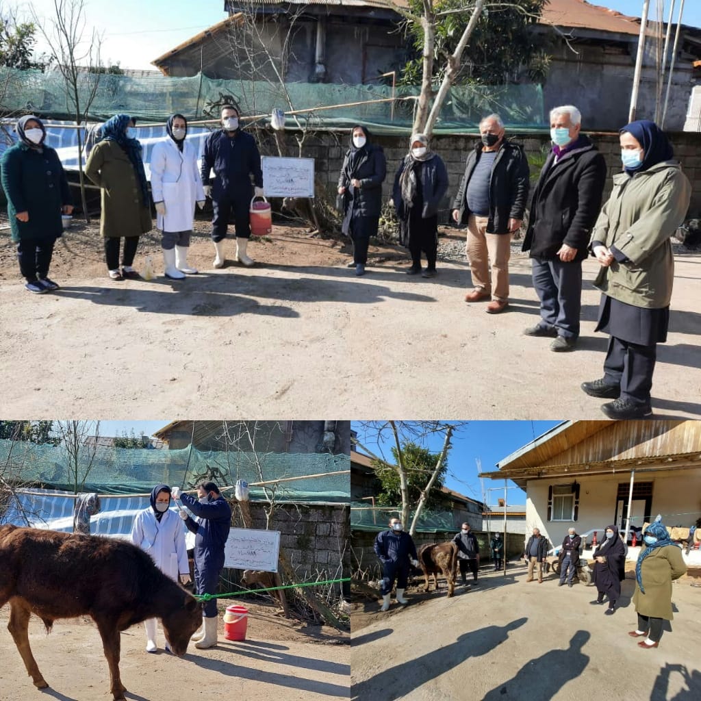 رزمایش واکسیناسیون پیشگیری از بیماری‌ های مشترک انسان و دام (پدافند غیر عامل) در شهرستان لاهیجان