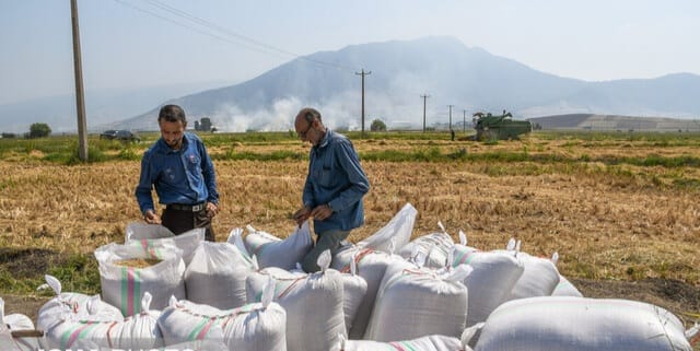 برنامه های حمایت از برنج و برنج کاران در صومعه سرا