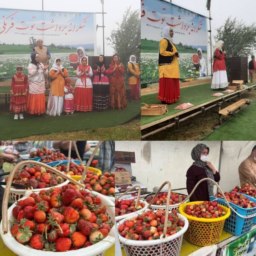 آغاز برداشت توت فرنگی در شهرستان رودبار