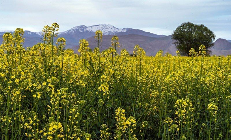 آغاز خرید تضمینی کلزا در شهرستان رودبار