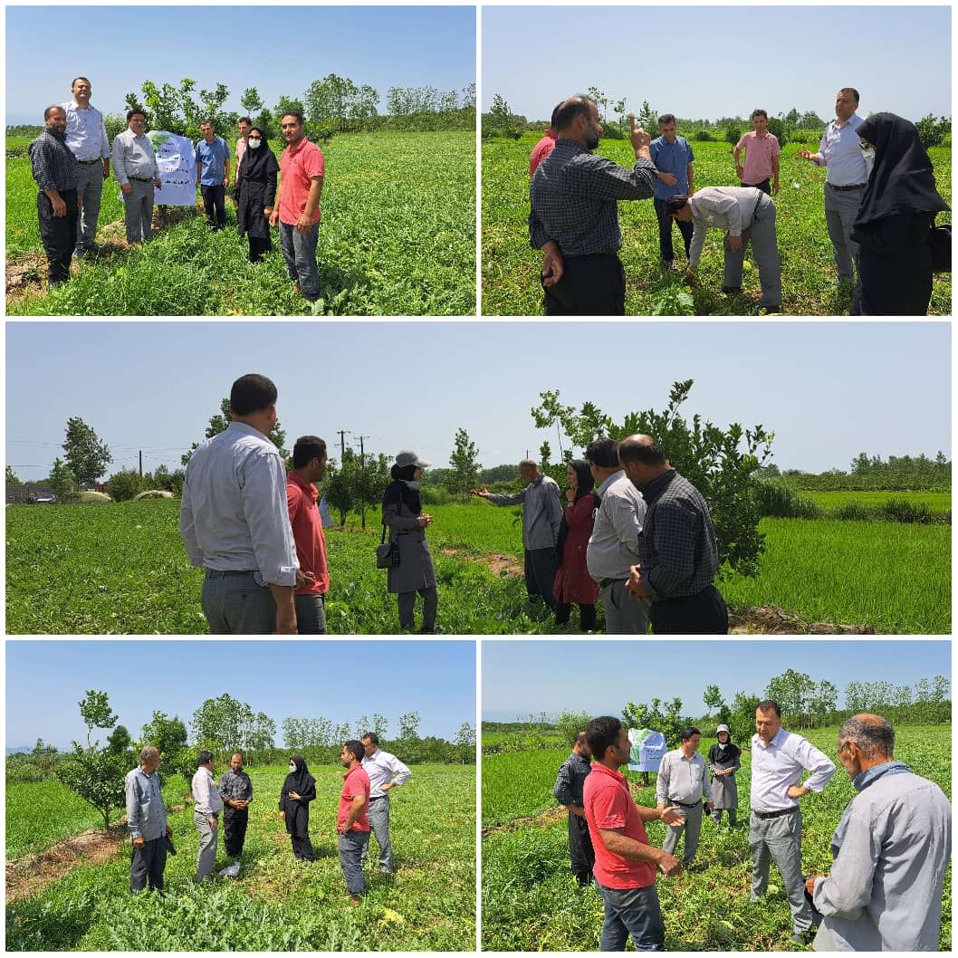 روز مزرعه هندوانه در روستای تازه آباد چاف شهرستان لنگرود با حضور محققین برگزار شد