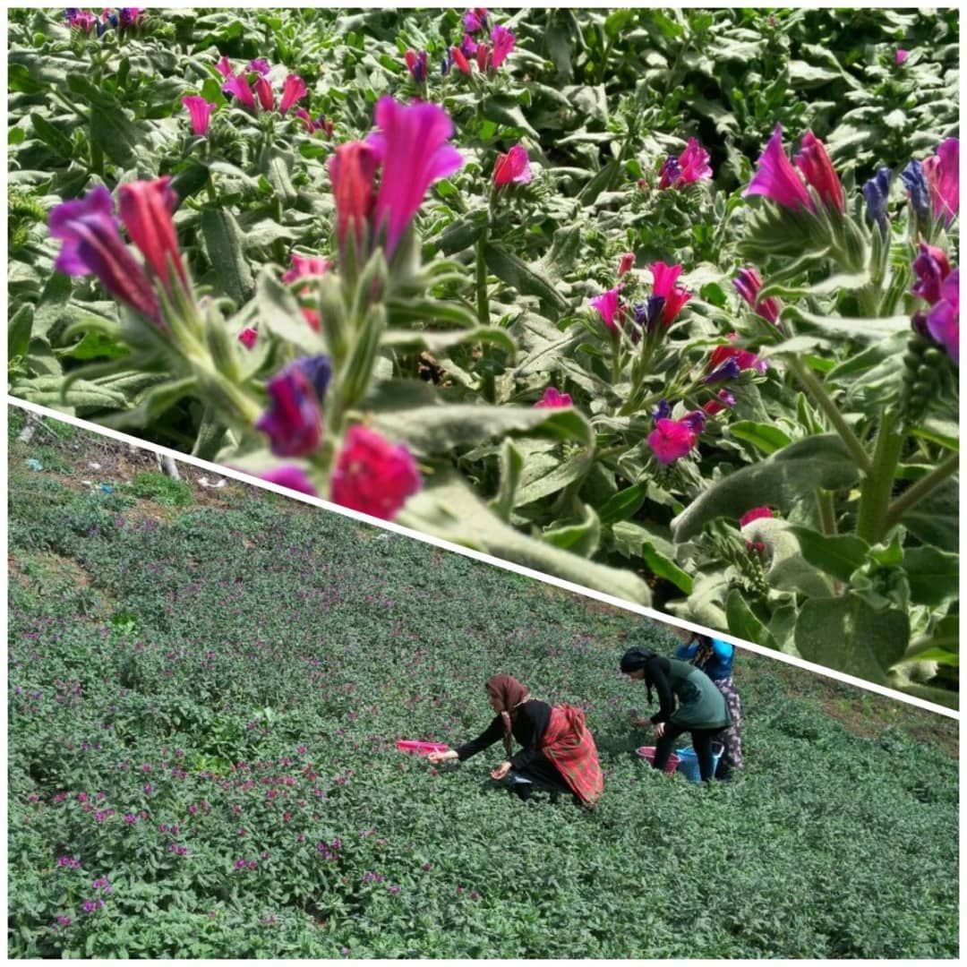 برداشت گل گاوزبان در شهرستان تالش