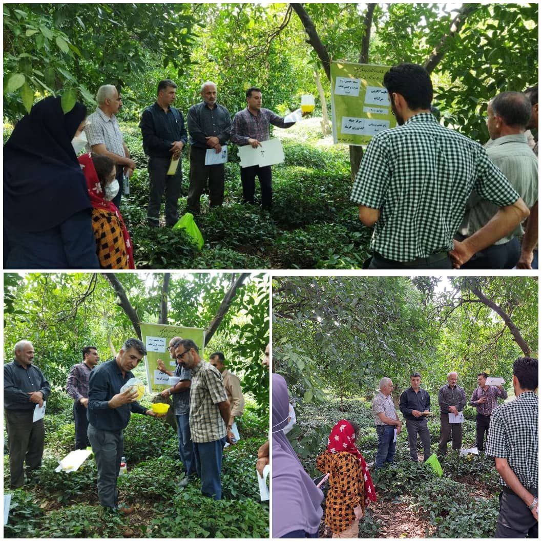 کارگاه آموزشی ترویجی پیشگیری وکنترل آفت مگس میوه مدیترانه ای برای باغداران مرکبات در منطقه کومله شهرستان لنگرود برگزار شد