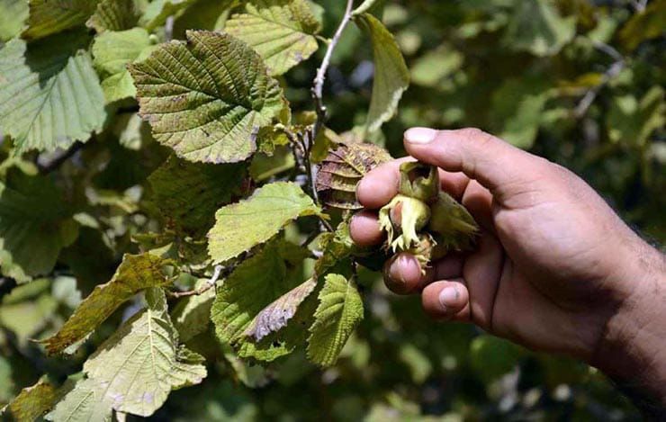 آغاز برداشت محصول فندق در شهرستان سیاهکل