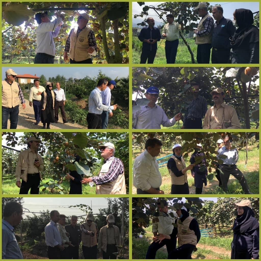 بازدید نمایندگان  سازمان حفظ‌ نباتات به همراه اکیپ استانی از باغات کیوی شهرستان رودسر
