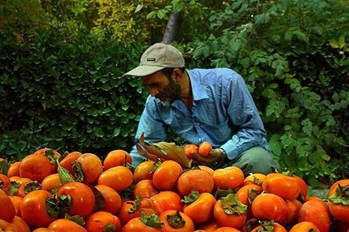 آغاز برداشت خرمالو در شهرستان تالش 