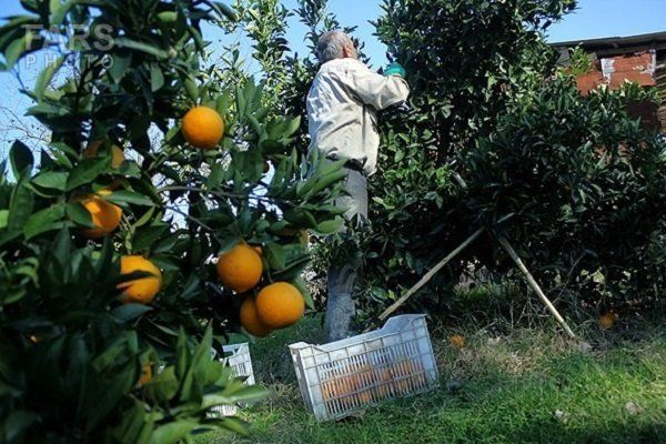 آغاز برداشت مرکبات از باغات شهرستان تالش