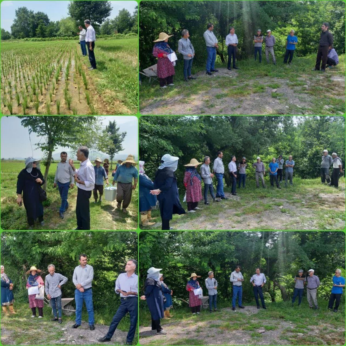 برگزاری دوره آموزشی مبارزه وکنترل آفات و بیماریهای برنج در شهرستان سیاهکل 