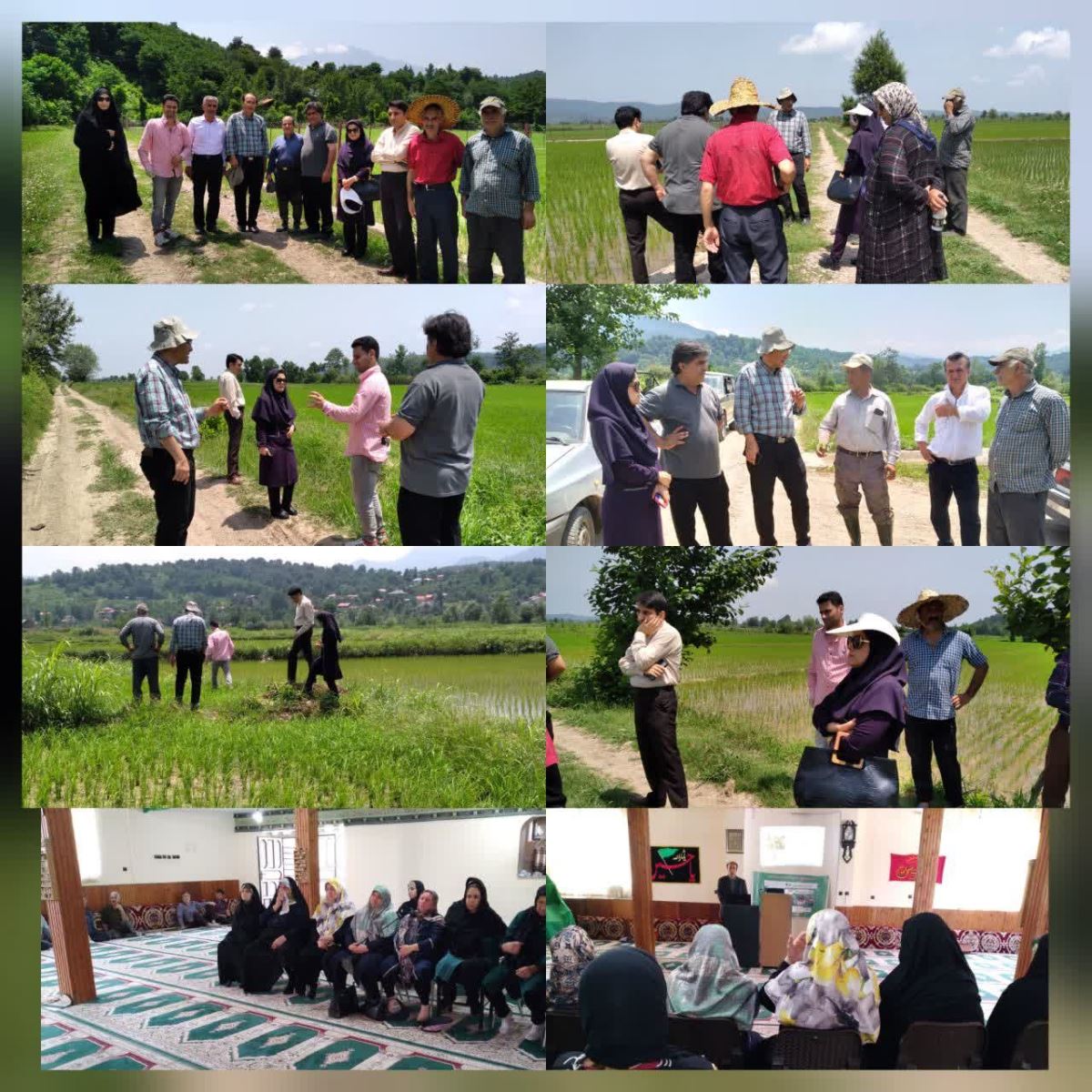 برنامه ترویجی سایت الگویی اصول تغذیه بهینه محصول زراعی برنج در شهرستان رودبار برگزار شد