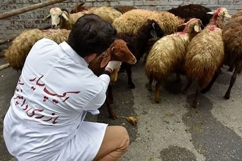 همزمان با عید سعید قربان انجام می‌شود: نظارت ۳۴ گروه ثابت و سیار بهداشتی و شرعی بر ذبح دام در گیلان