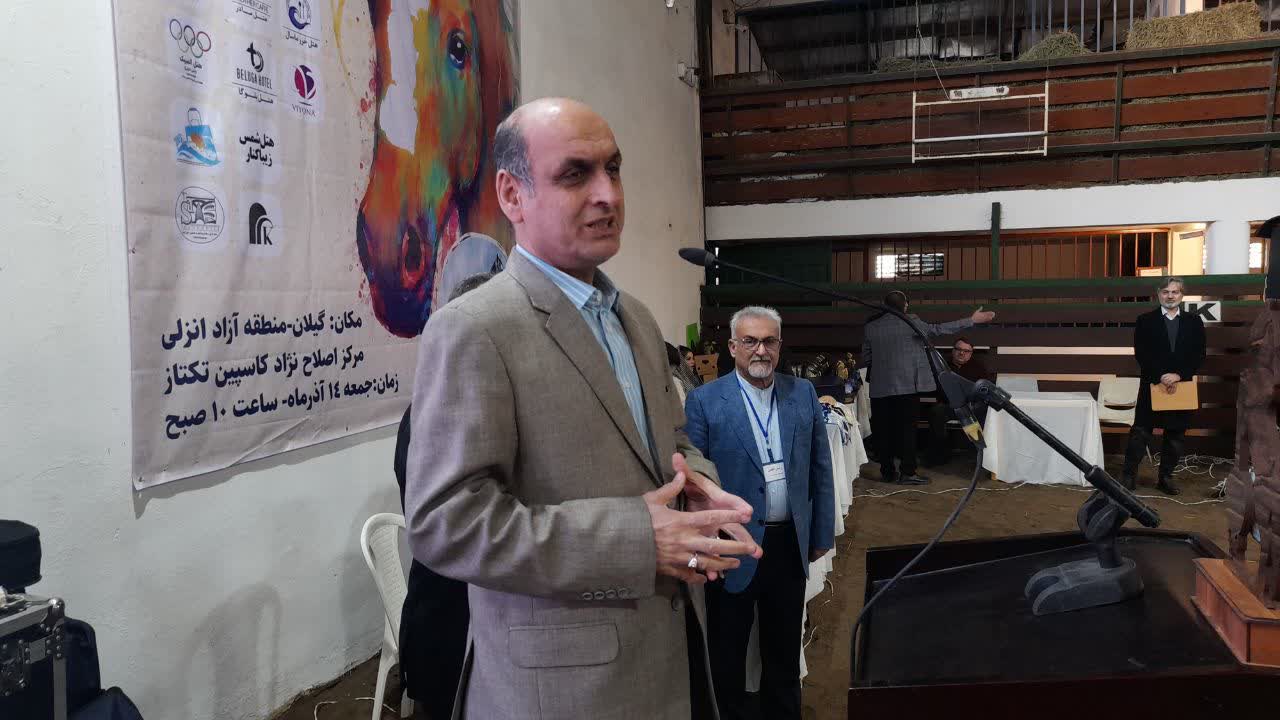 استاندار گیلان در جشنواره ملی زیبایی اسب کاسپین: اسب کاسپین میتواند برند بینالمللی گیلان شود