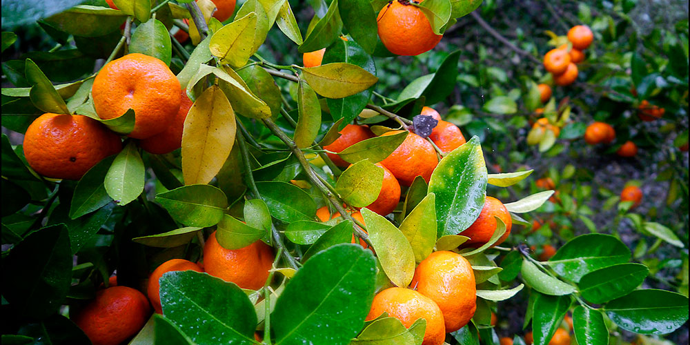 رئیس سازمان جهاد کشاورزی استان خبر داد:  برداشت ۸۰ هزار تنی مرکبات از باغات گیلان