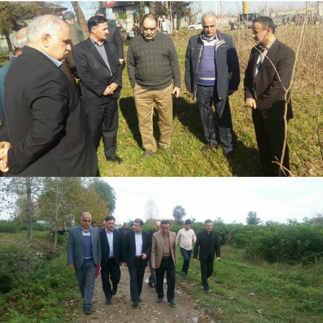 بازدید معاون امورباغبانی وزارت جهادکشاورزی از مزرعه تولید نهال توت سالم واستانداردشهرستان فومن( مزرعه پرند) استان گیلان