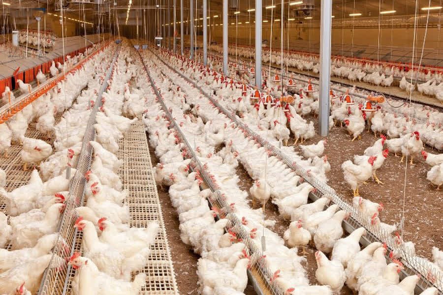 رئیس سازمان جهاد کشاورزی استان خبر داد؛ آغاز تولید قراردادی مرغ در گیلان