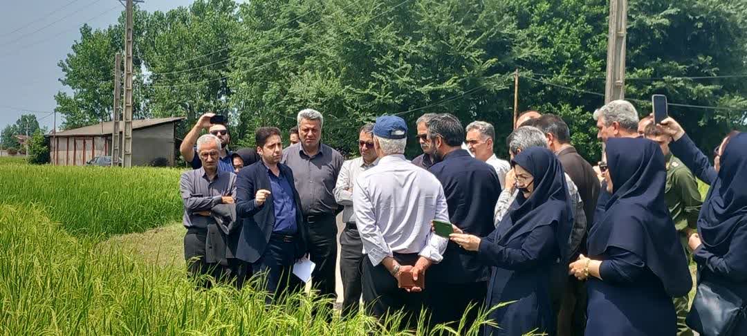 سومین جلسه ملی کارگروه برنامه‌ریزی توسعه مدیریت تلفیقی محصول برنج ICM برگزار شد