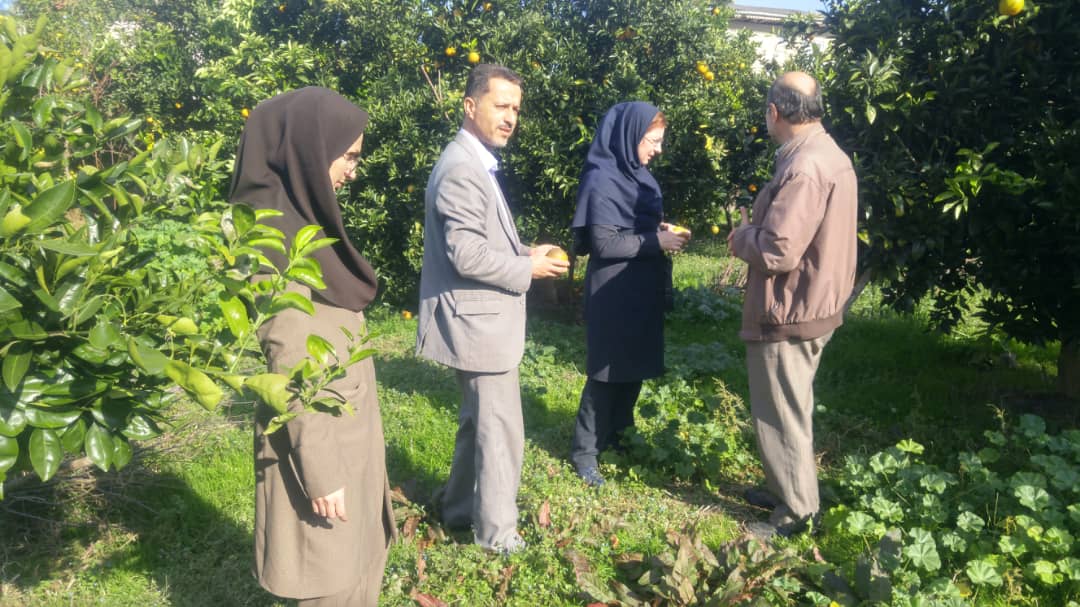 پایش آفت مگس میوه مدیترانه ای در شهرستان لاهیجان