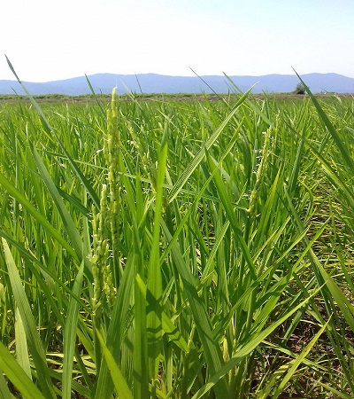 ظهور نخستین خوشه برنج در سال زراعی جدید در روستای خرطوم