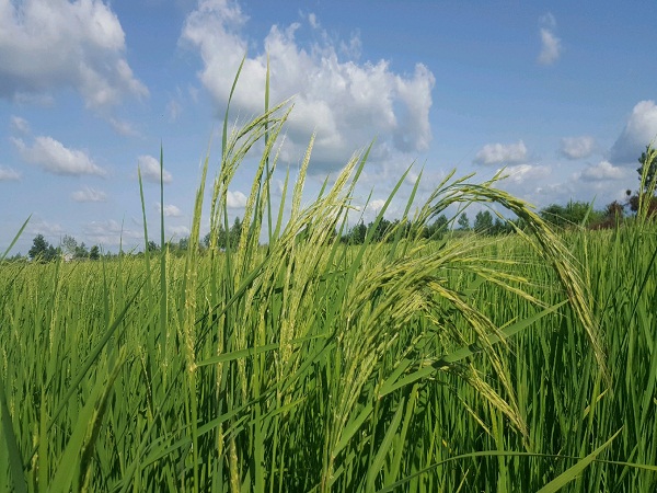 سیاست دولت تمرکز برافزایش برنج استان های ساحلی 