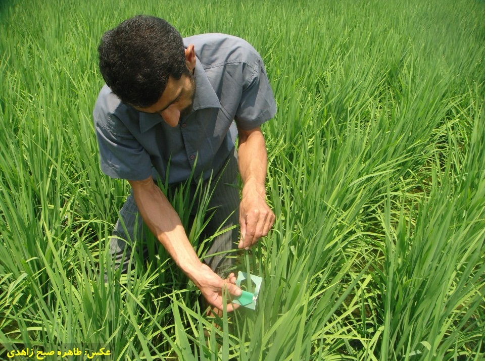 آغاز کنترل بیولوژیک نسل دوم آفت ساقه خوار برنج در شهرستان لاهیجان