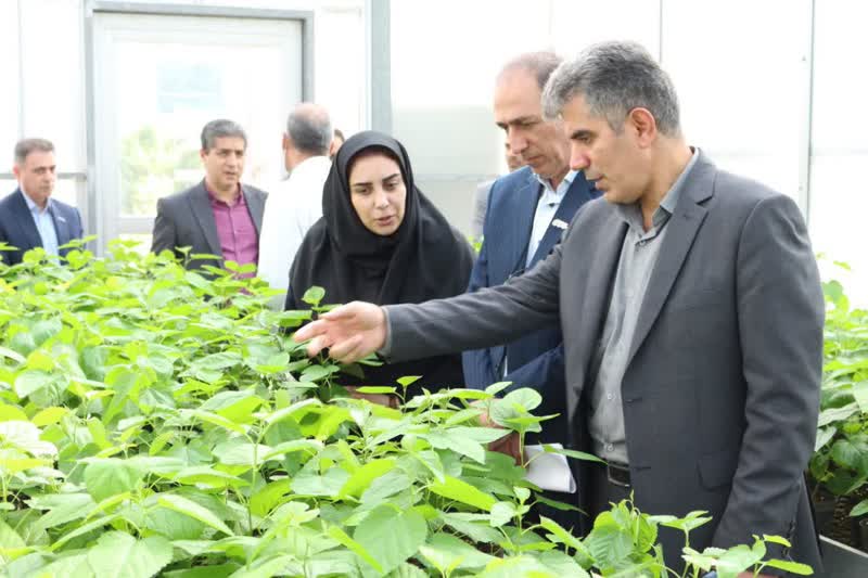 تامین نهال توت استاندارد 50 درصد راه توسعه و گسترش نوغانداری است