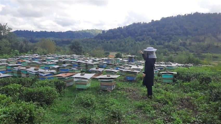 تولید بیش از 600 تن عسل از زنبورستان‌های شفت