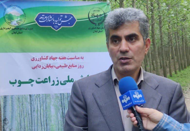 زراعت چوب در گیلان فرصت سرمایه گذاری است