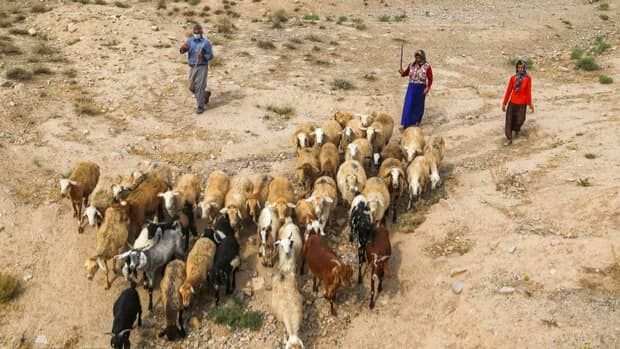 کوچ دامداران شهرستان فومن به سمت مناطق ییلاقی