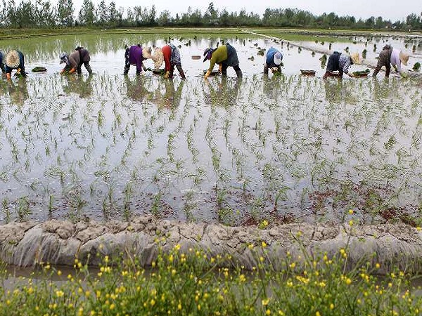 معاون بهبود تولیدات گیاهی سازمان جهاد کشاورزی گیلان خبر داد: انجام نشاء برنج در ۱2۵ هزار هکتار از اراضی کشاورزی گیلان