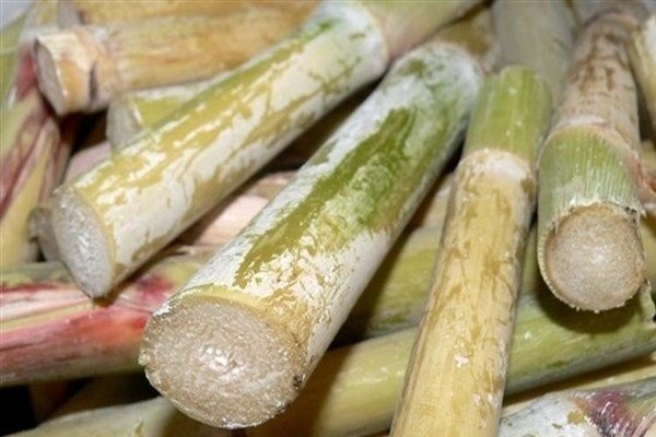 رئیس سازمان جهاد کشاورزی استان خبر داد:  پیش بینی درآمد ۱۸۰ میلیارد ریالی نیشکرکاران گیلان